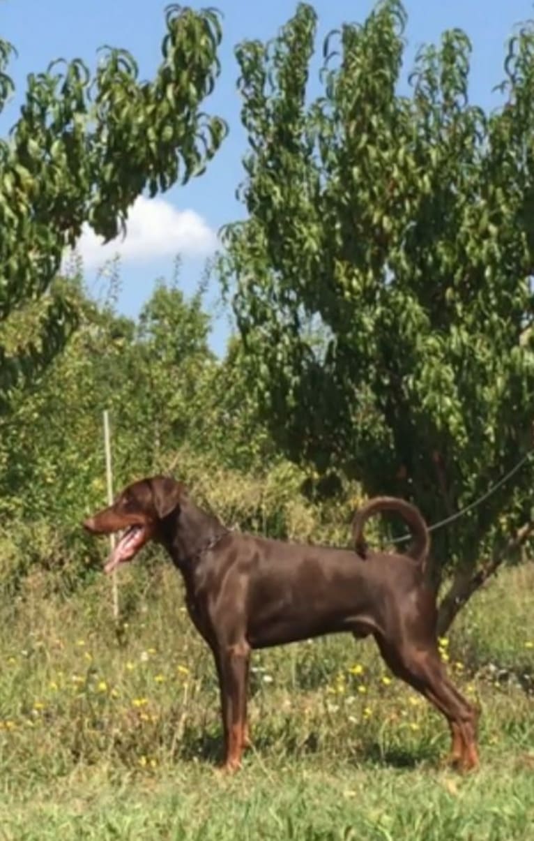 ÈZE EBO DI LATIANO, a Doberman Pinscher tested with EmbarkVet.com