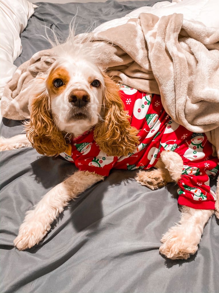 Embark Dog DNA Test - Riesling gallery