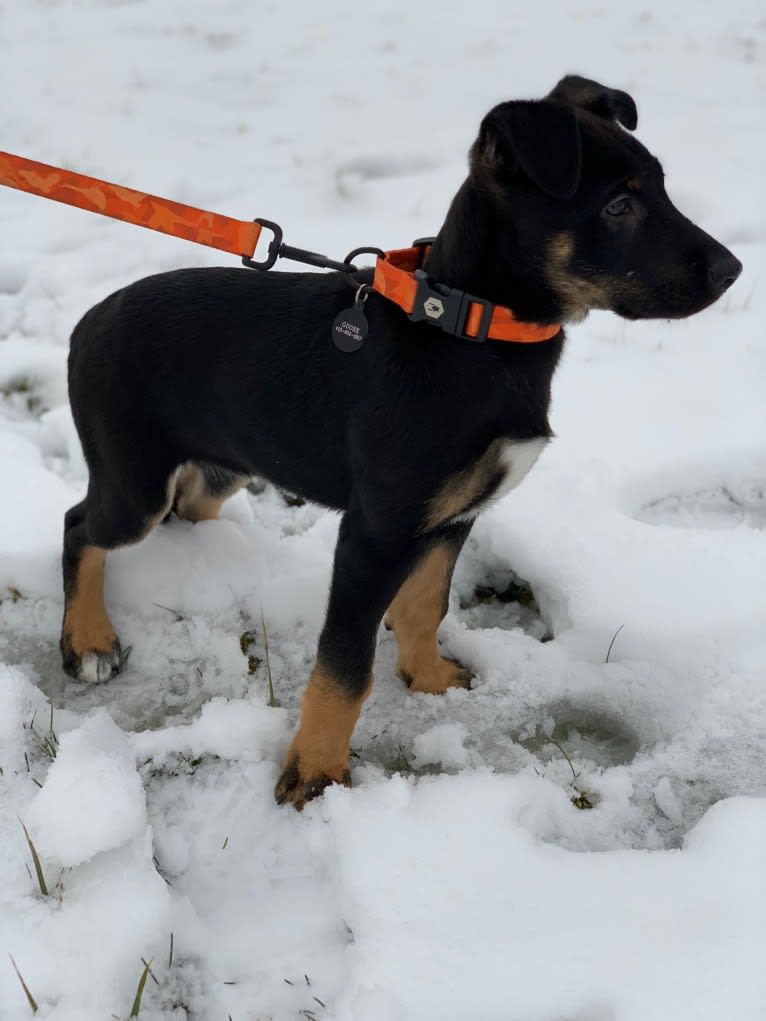 Goose, a German Shepherd Dog and Boxer mix tested with EmbarkVet.com