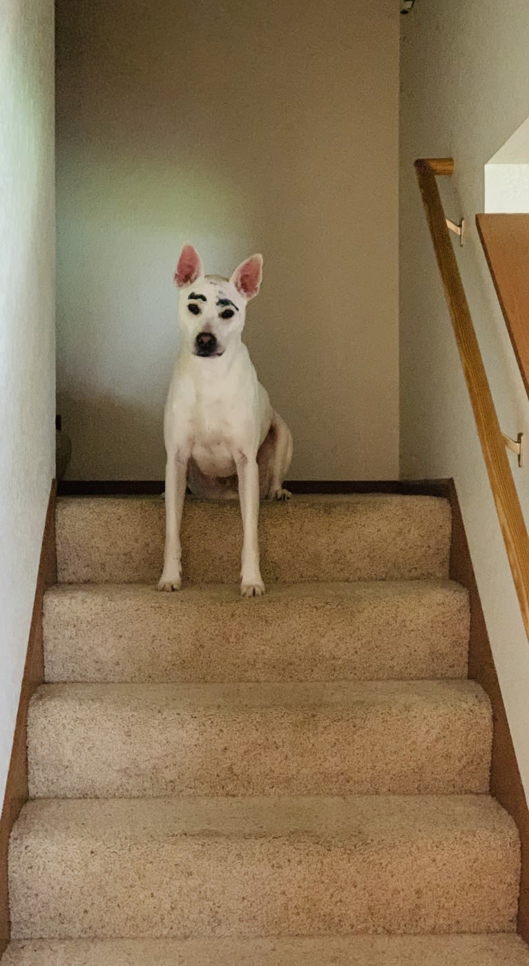 Radar, an American Pit Bull Terrier and Boxer mix tested with EmbarkVet.com