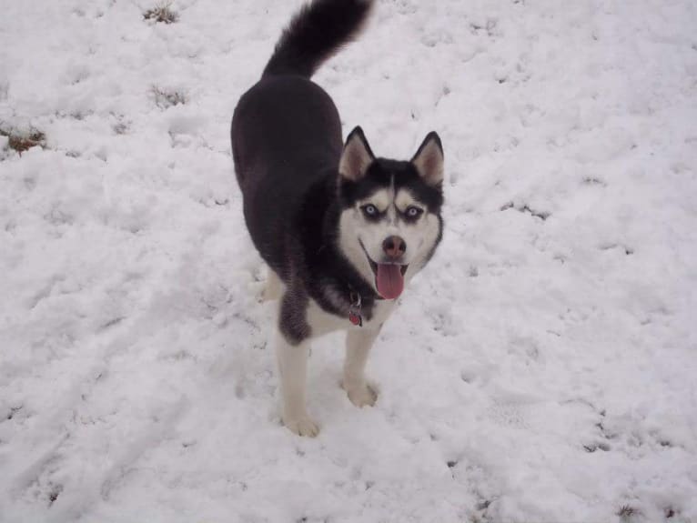 Jasper, a Siberian Husky tested with EmbarkVet.com