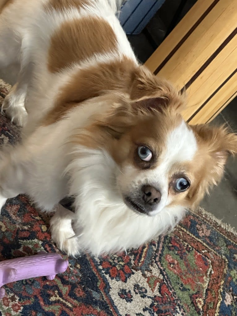 Rooster, a Chihuahua and Pekingese mix tested with EmbarkVet.com