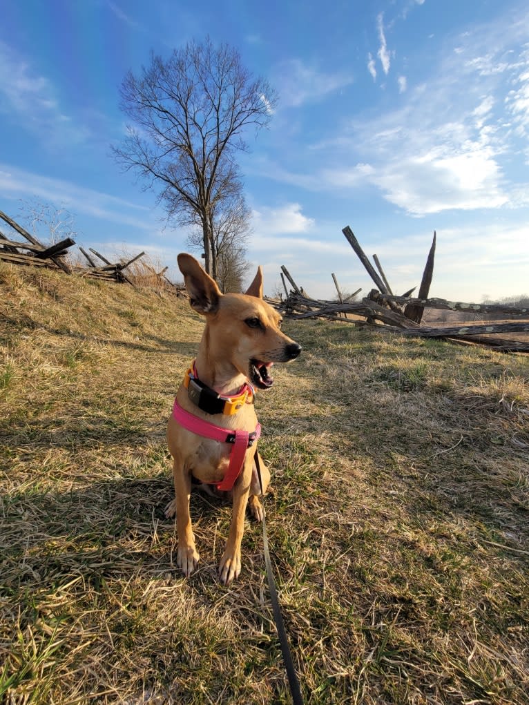 Aeriel, a Chihuahua and Miniature Pinscher mix tested with EmbarkVet.com