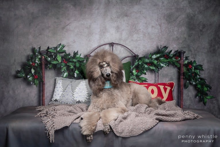 Arwen, a Poodle (Standard) tested with EmbarkVet.com