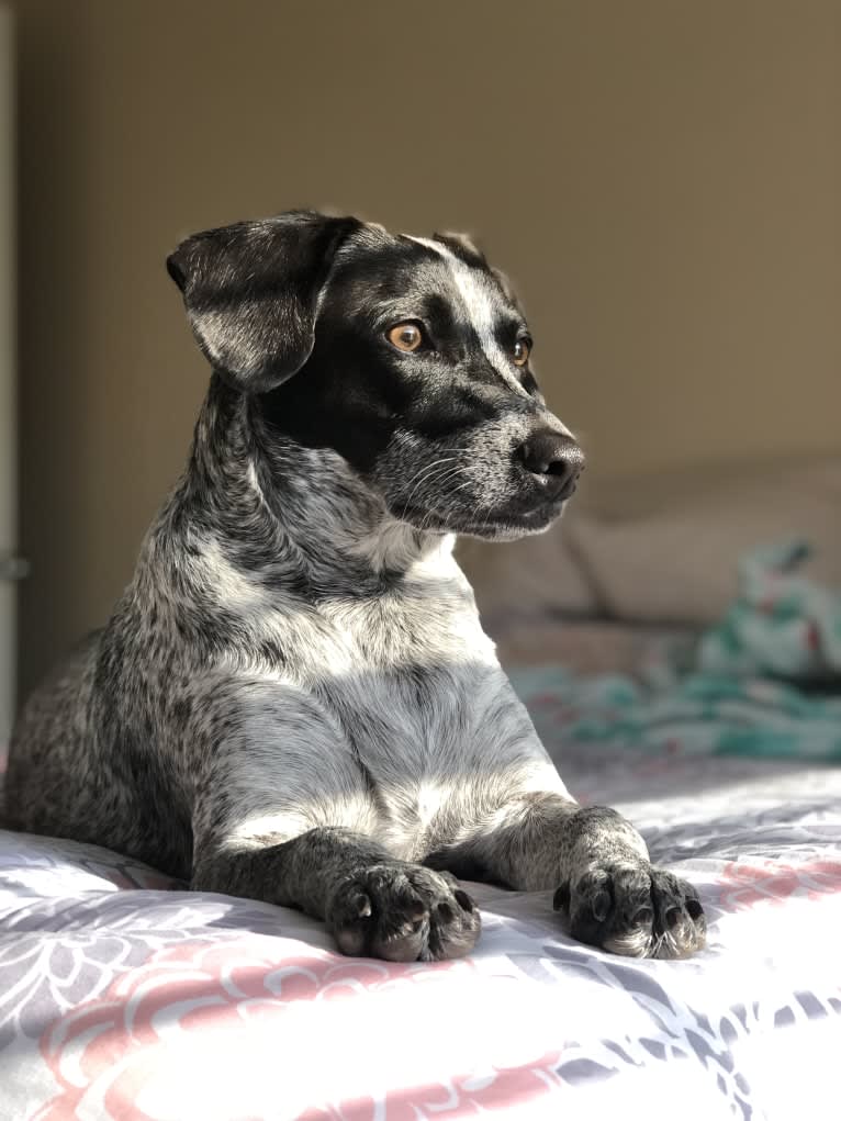 Joone, an Australian Cattle Dog and Chow Chow mix tested with EmbarkVet.com