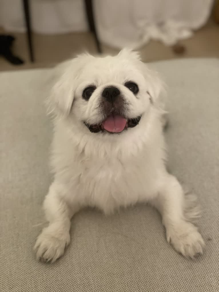 Almond, a Pekingese tested with EmbarkVet.com