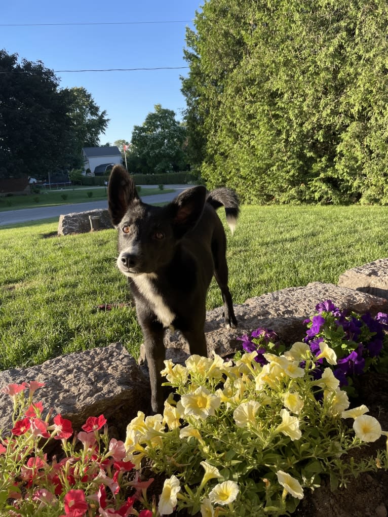 Trixie, a German Shepherd Dog and Russell-type Terrier mix tested with EmbarkVet.com