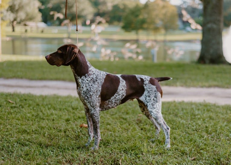 Cadence, a German Shorthaired Pointer tested with EmbarkVet.com