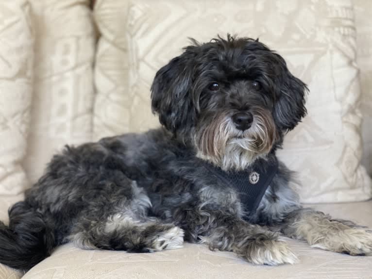 Papa Quinn, a Havanese and Lhasa Apso mix tested with EmbarkVet.com