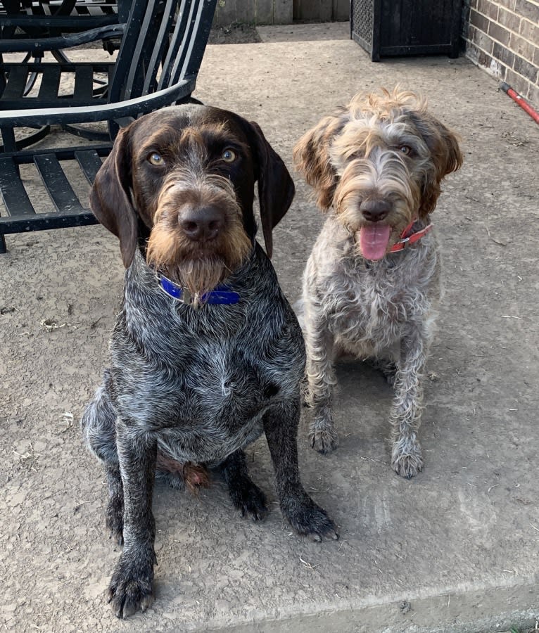 ARYA, a German Wirehaired Pointer tested with EmbarkVet.com