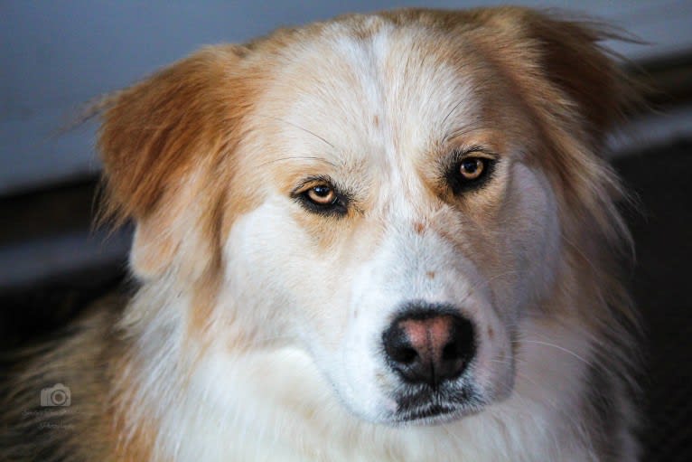 Buckley, a Siberian Husky and Labrador Retriever mix tested with EmbarkVet.com