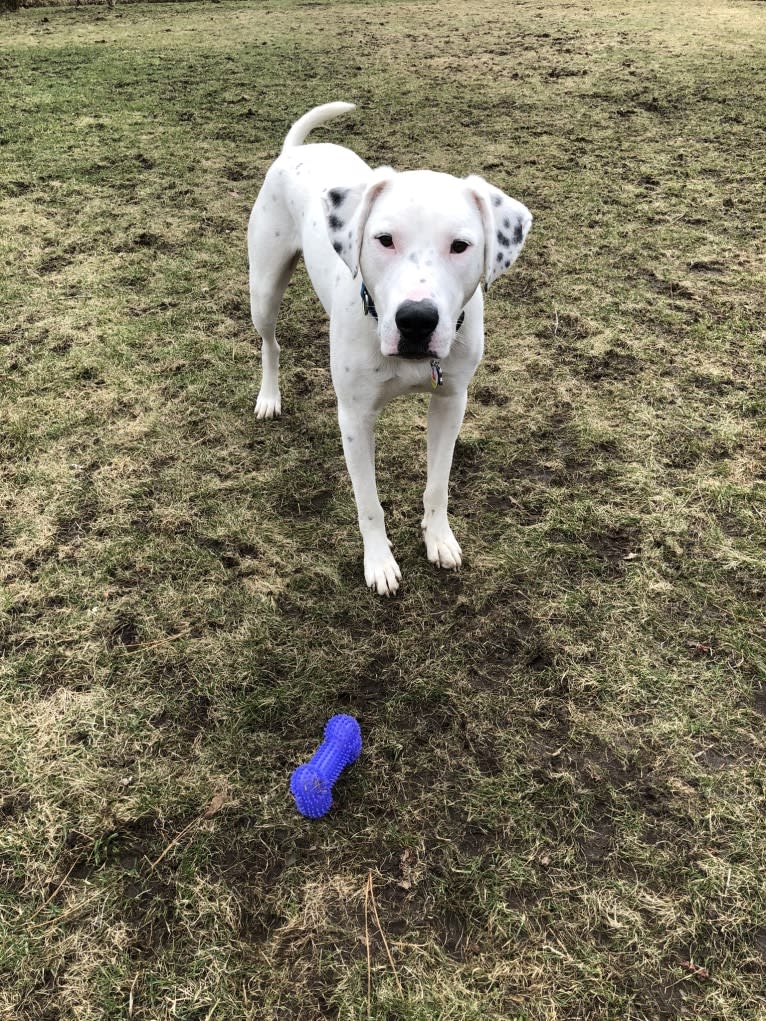 Dylan, an American Bully and Great Pyrenees mix tested with EmbarkVet.com