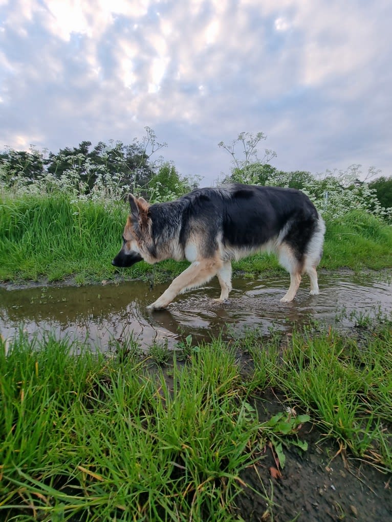 Scarlet, a German Shepherd Dog tested with EmbarkVet.com