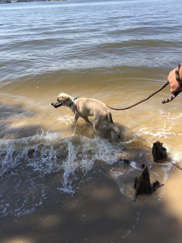 Acrux a dog tested with EmbarkVet.com