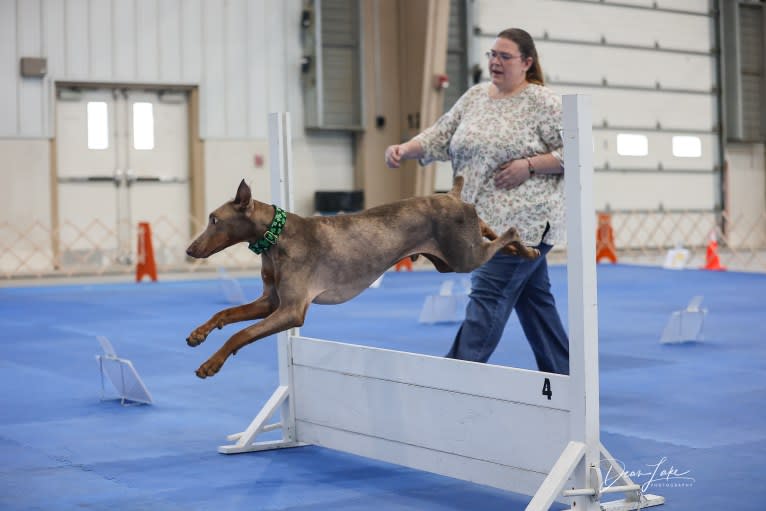 Titan, a Doberman Pinscher tested with EmbarkVet.com