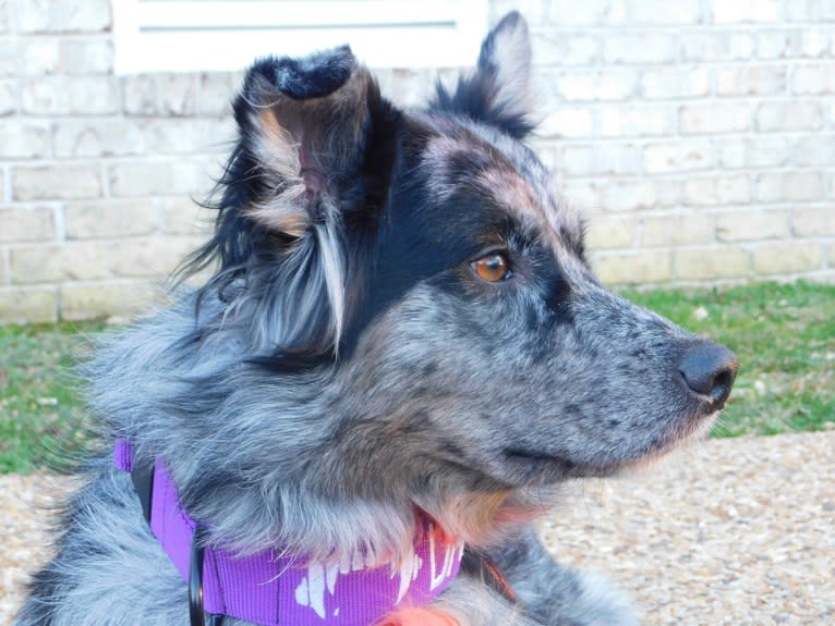 Dakota, an Australian Shepherd tested with EmbarkVet.com