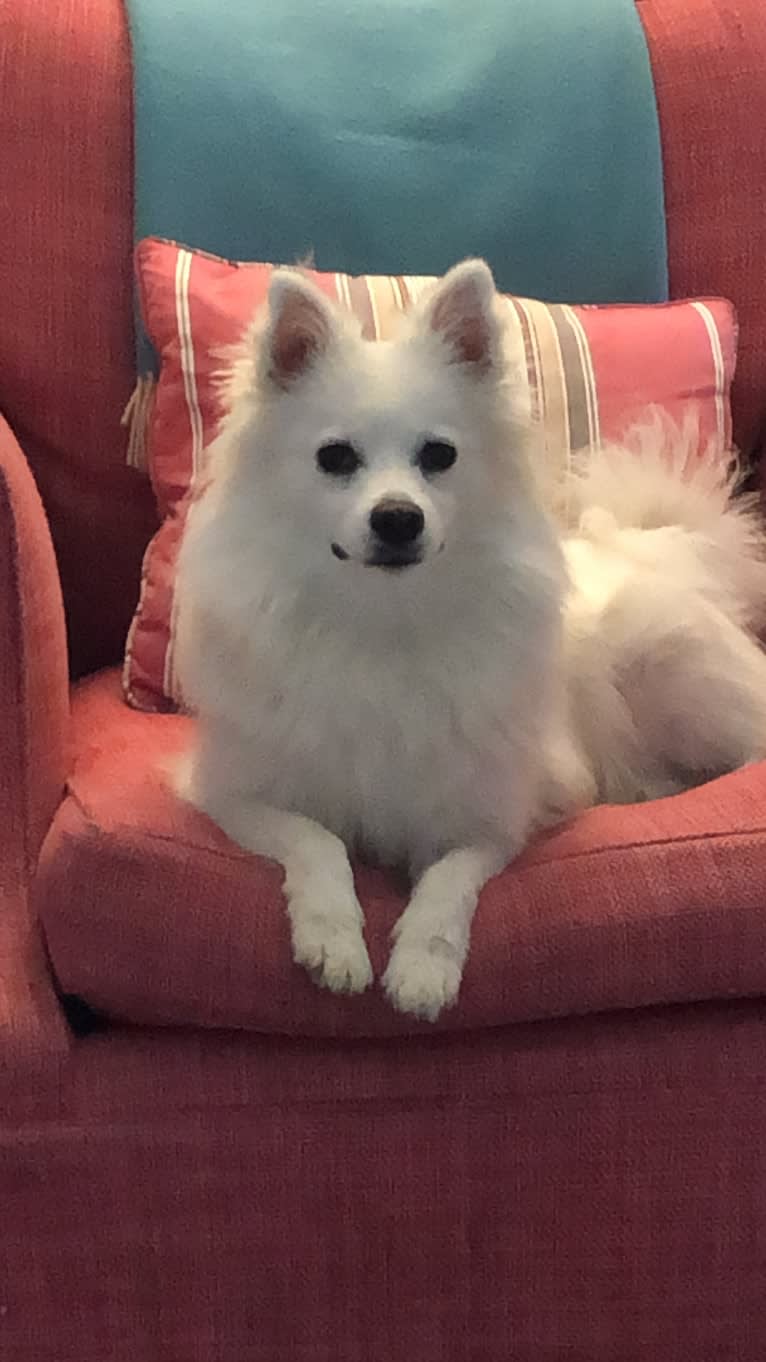 Schlott, an American Eskimo Dog tested with EmbarkVet.com