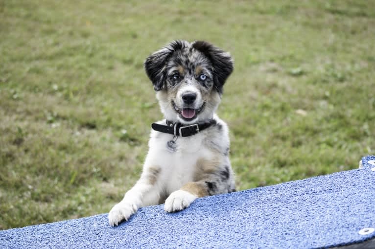 Sandy, an Australian Shepherd tested with EmbarkVet.com