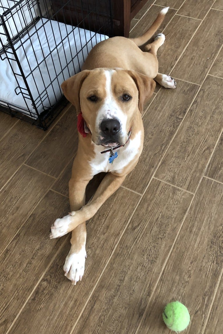 Byron, an American Pit Bull Terrier and Labrador Retriever mix tested with EmbarkVet.com