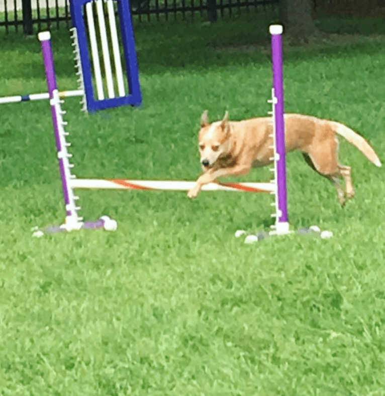 Joliet, an Australian Cattle Dog tested with EmbarkVet.com