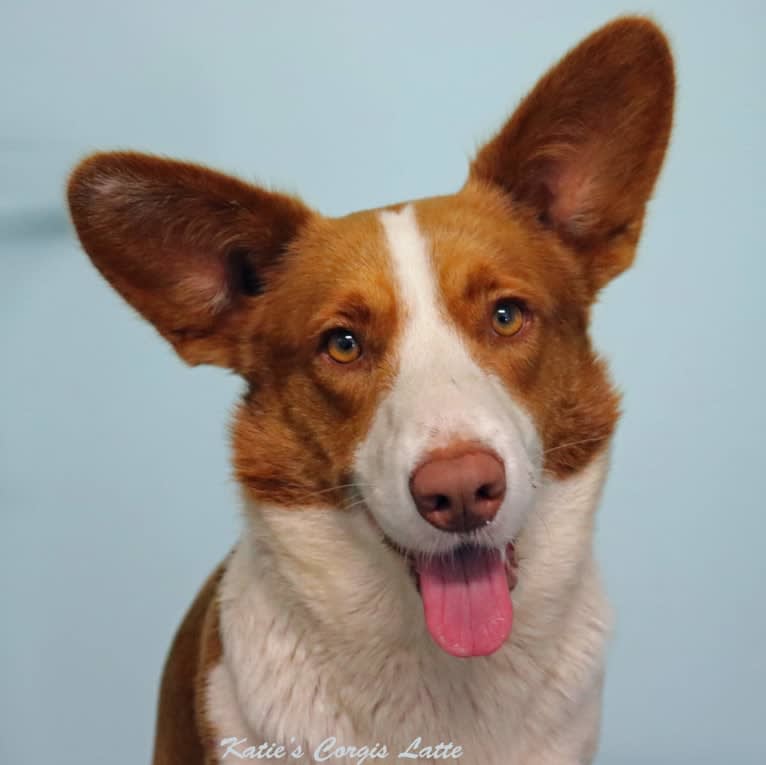 Latte, a Cardigan Welsh Corgi tested with EmbarkVet.com