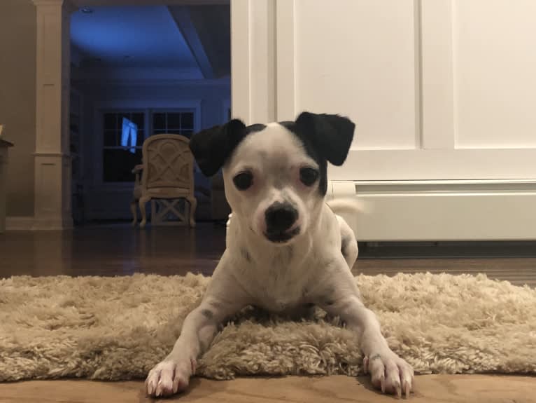 Nemo, a Mountain Cur and Chihuahua mix tested with EmbarkVet.com