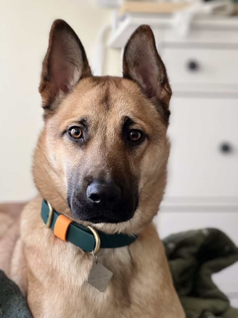 Everhett, a German Shepherd Dog and Australian Cattle Dog mix tested with EmbarkVet.com