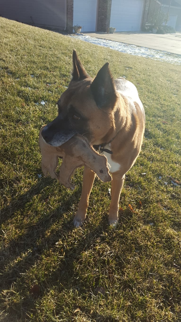 Vadar, a Boxer and Australian Shepherd mix tested with EmbarkVet.com