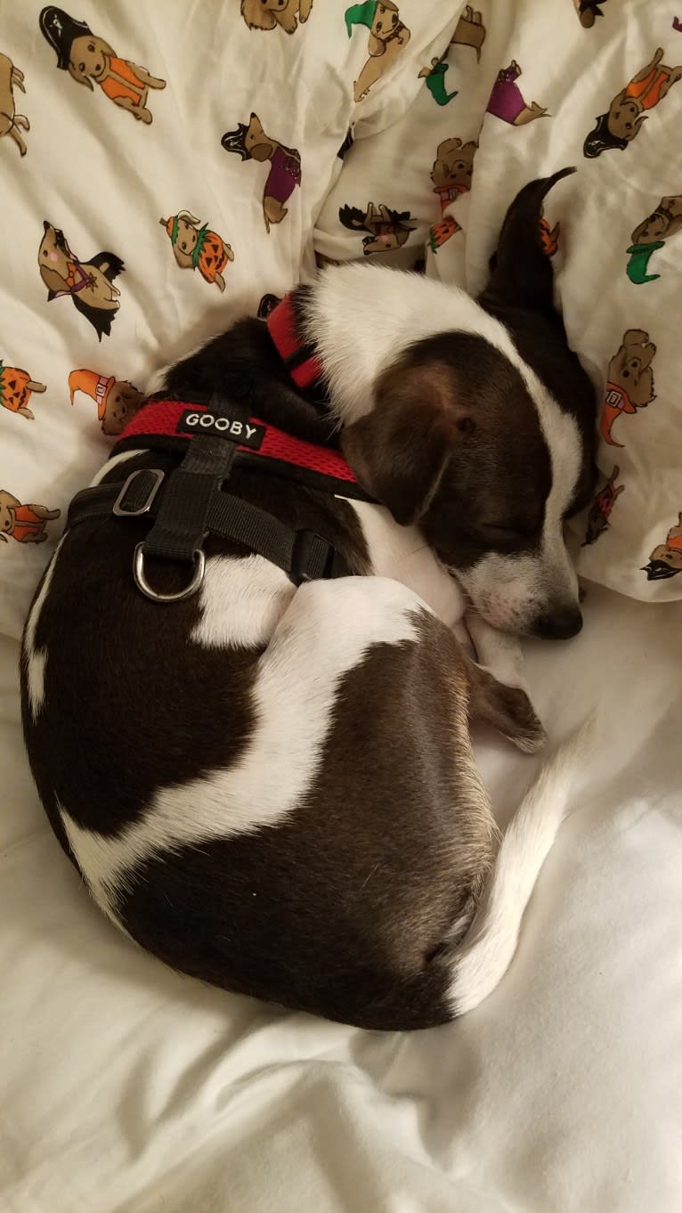Freddie mercury hotsell dog dna test