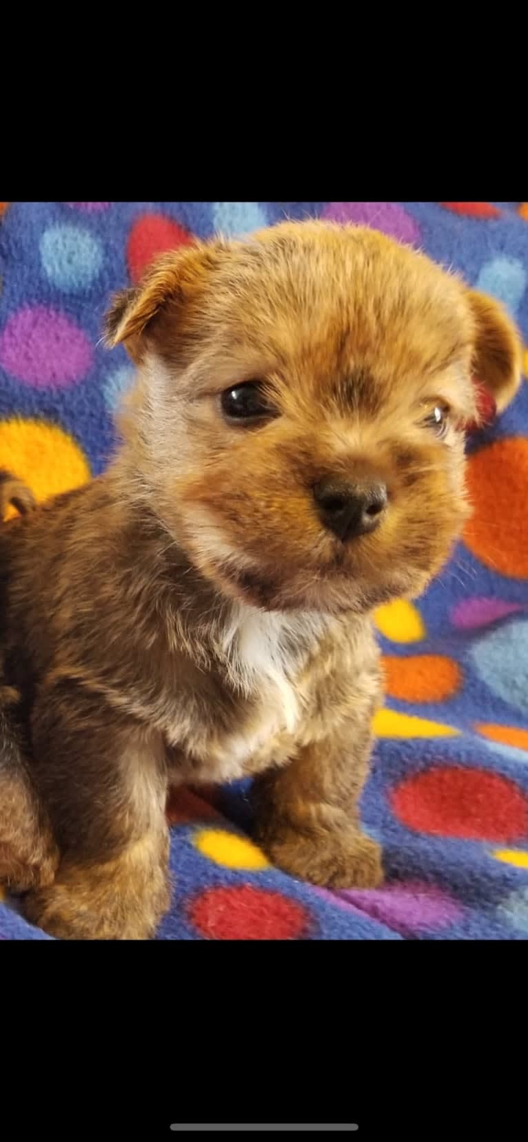 Gizmo, a Norwich Terrier tested with EmbarkVet.com