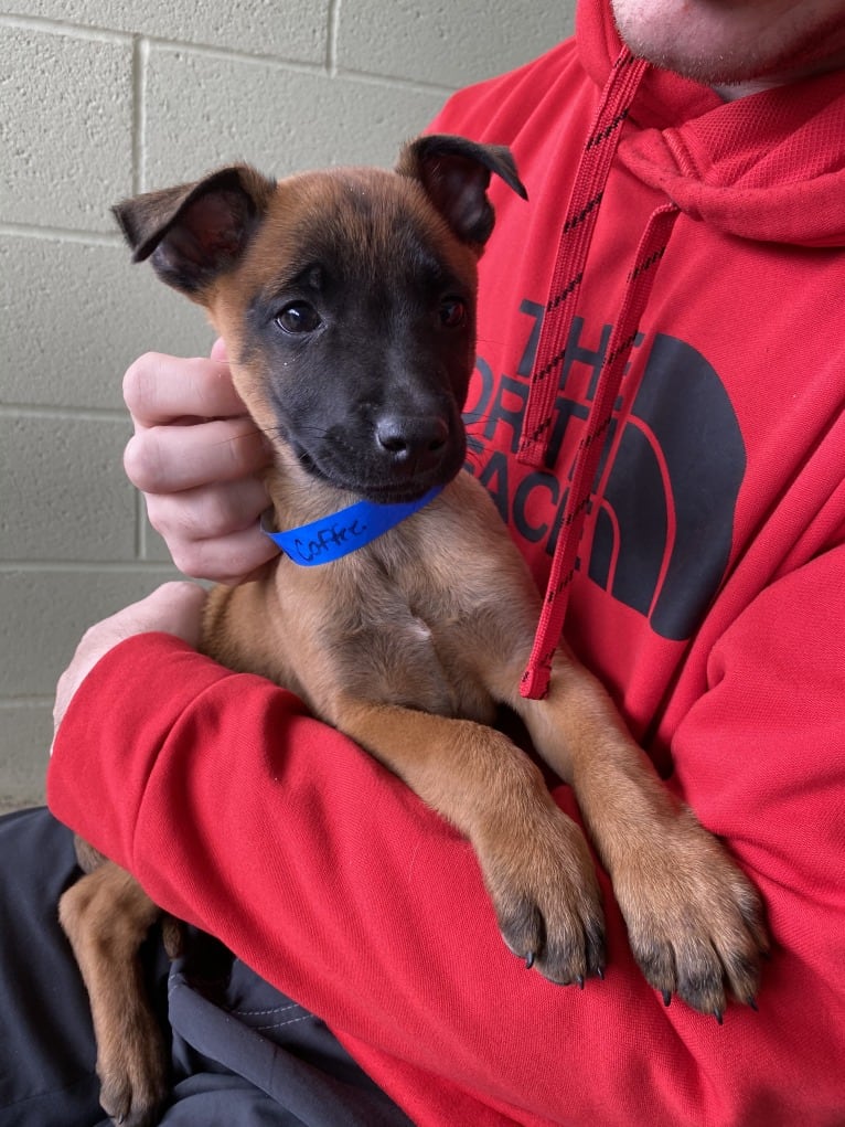 Max, a Belgian Malinois and Boxer mix tested with EmbarkVet.com