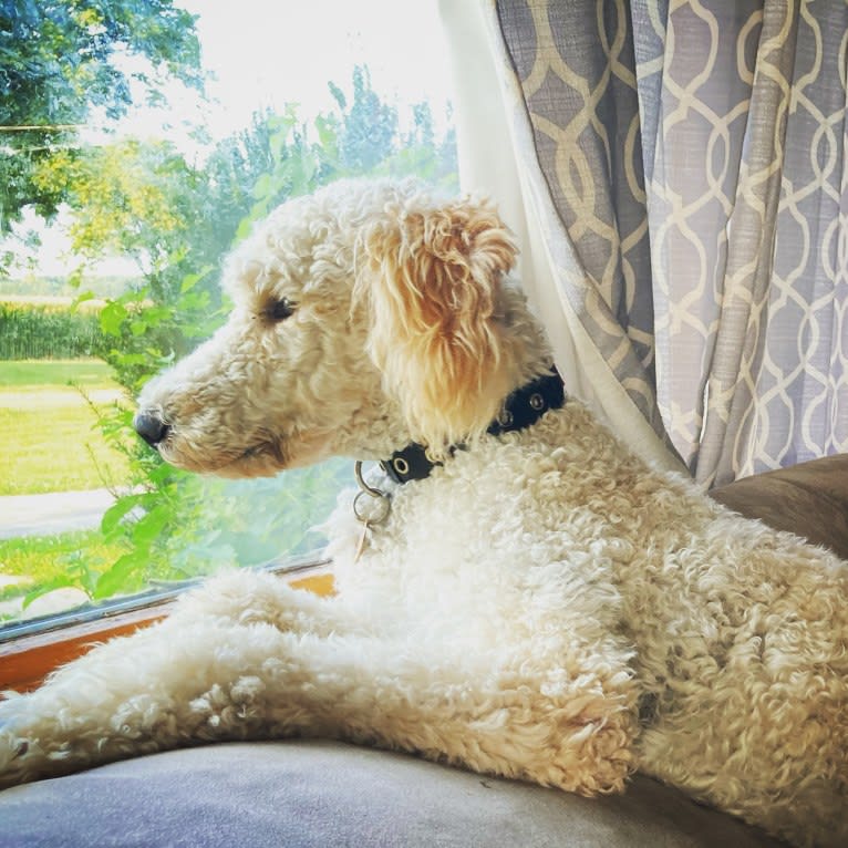 Serenity, a Poodle (Standard) tested with EmbarkVet.com