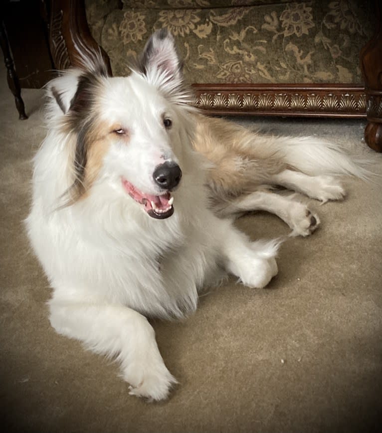 Jax, a Shetland Sheepdog and Australian Cattle Dog mix tested with EmbarkVet.com