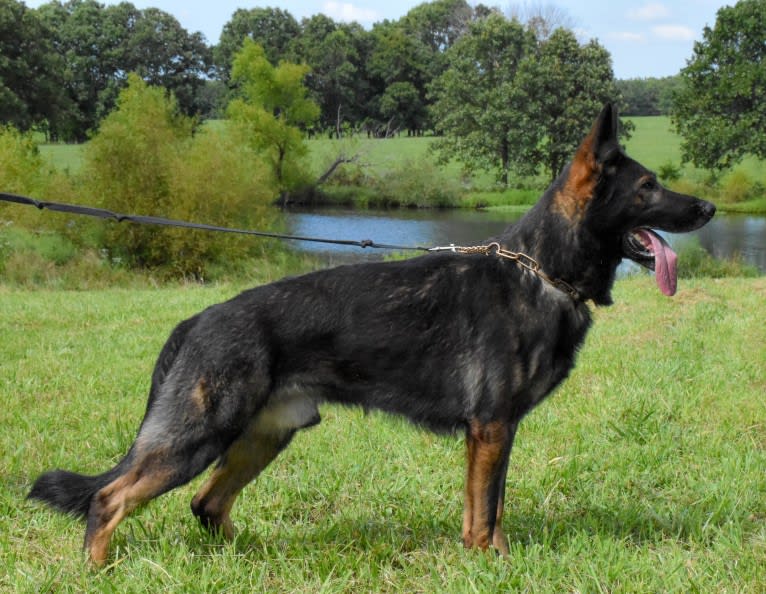 Goofy, a German Shepherd Dog tested with EmbarkVet.com