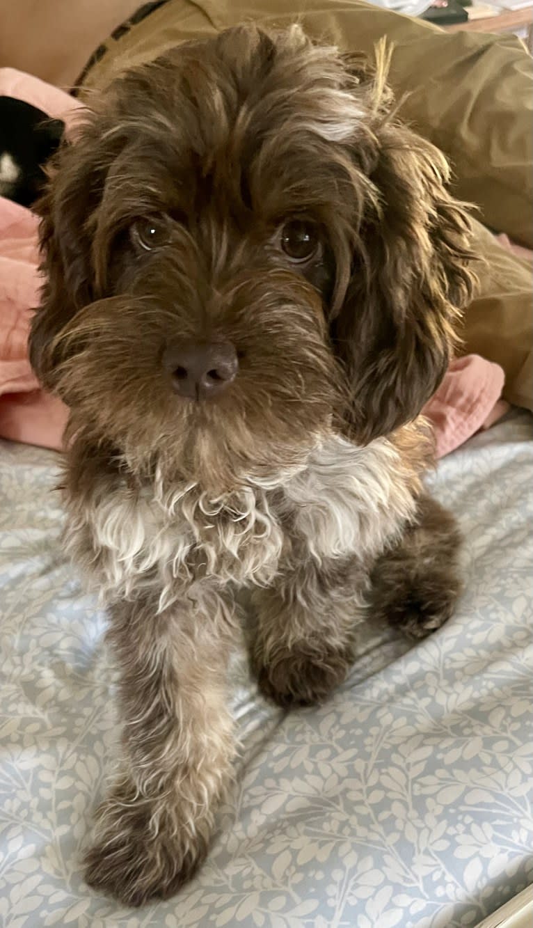 Moose 🫎, a Cockapoo tested with EmbarkVet.com