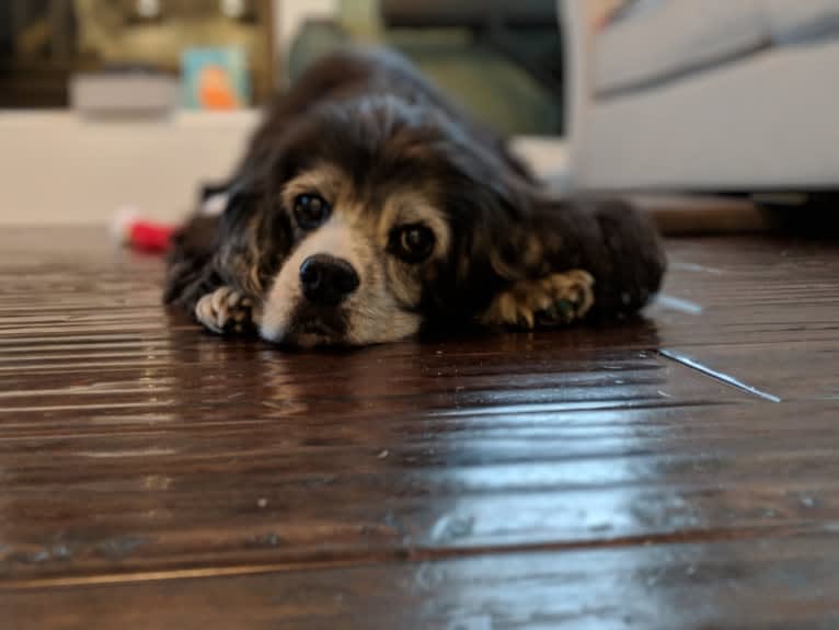 JD, a Cocker Spaniel and Lhasa Apso mix tested with EmbarkVet.com