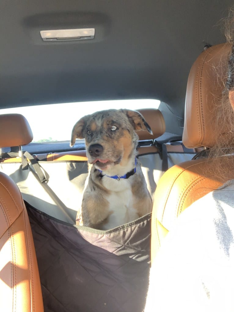 Kino, a Brittany and English Cocker Spaniel (Working Type) mix tested with EmbarkVet.com