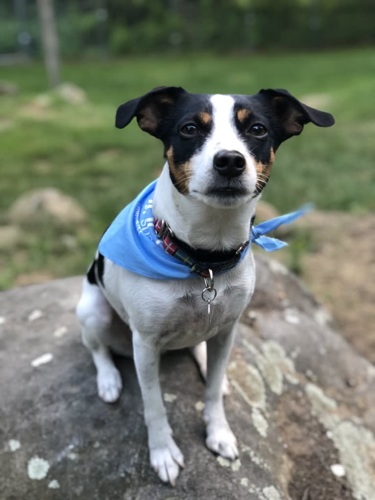 Pixie, a Danish-Swedish Farmdog tested with EmbarkVet.com