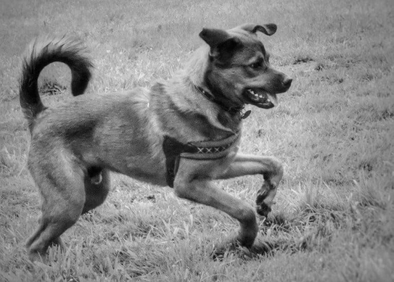 Oso, a Rottweiler and American Pit Bull Terrier mix tested with EmbarkVet.com