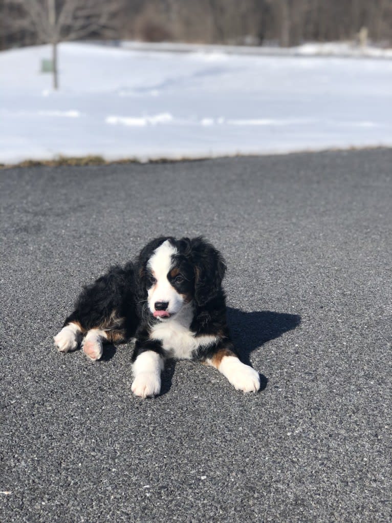 Lola, a Bernedoodle tested with EmbarkVet.com