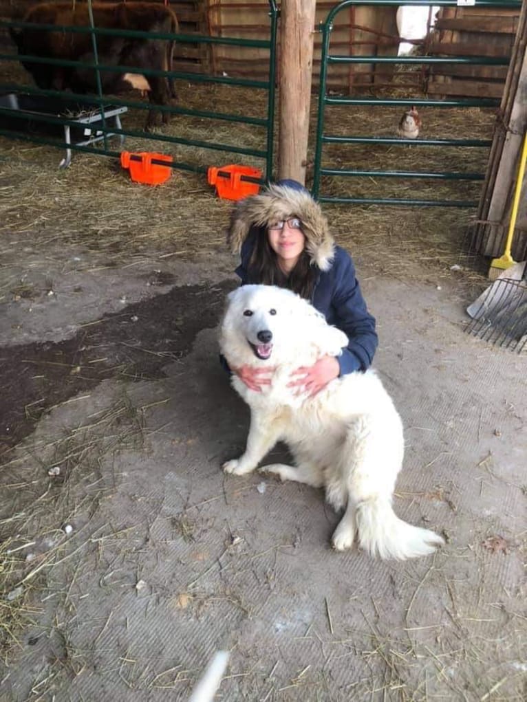 Raina, a Maremma Sheepdog tested with EmbarkVet.com