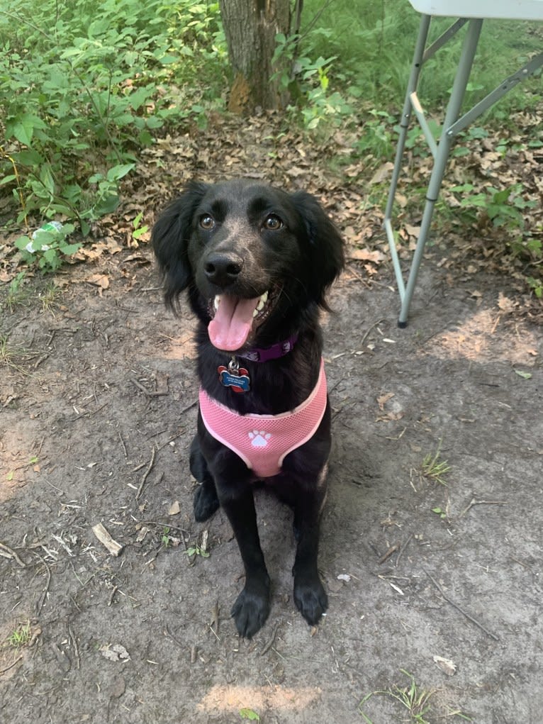 Ember, a Labrador Retriever and Chihuahua mix tested with EmbarkVet.com