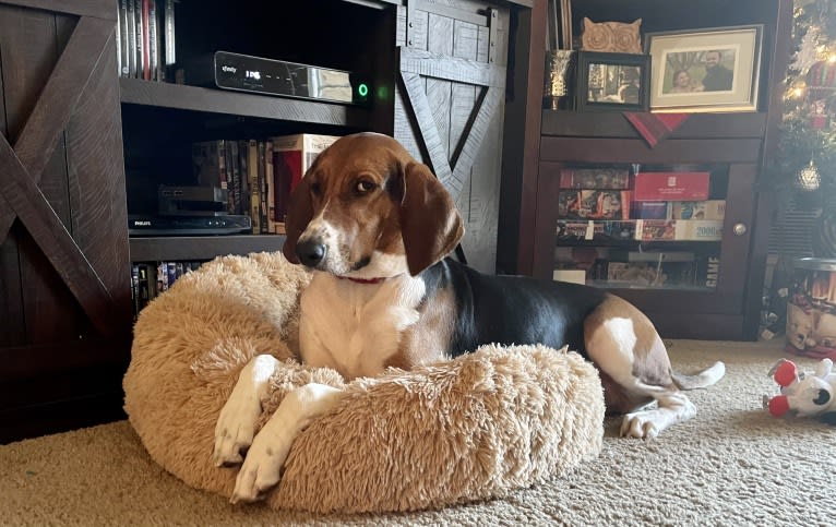 Roxy, a Treeing Walker Coonhound tested with EmbarkVet.com