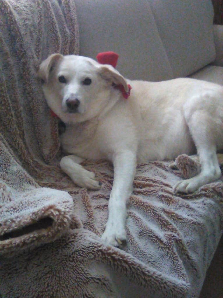 Molly, a Great Pyrenees and Labrador Retriever mix tested with EmbarkVet.com