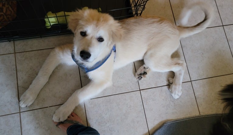 Bernoulli, a Great Pyrenees and Anatolian Shepherd Dog mix tested with EmbarkVet.com