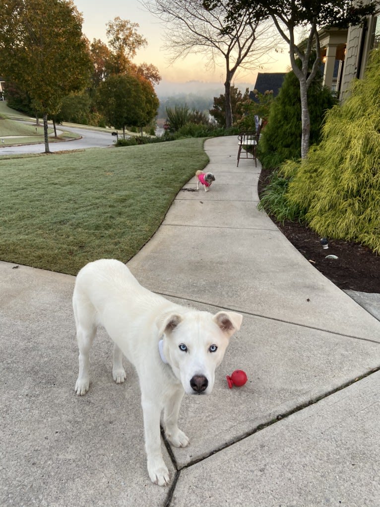 Dash, a Gerberian Shepsky (12.7% unresolved) tested with EmbarkVet.com