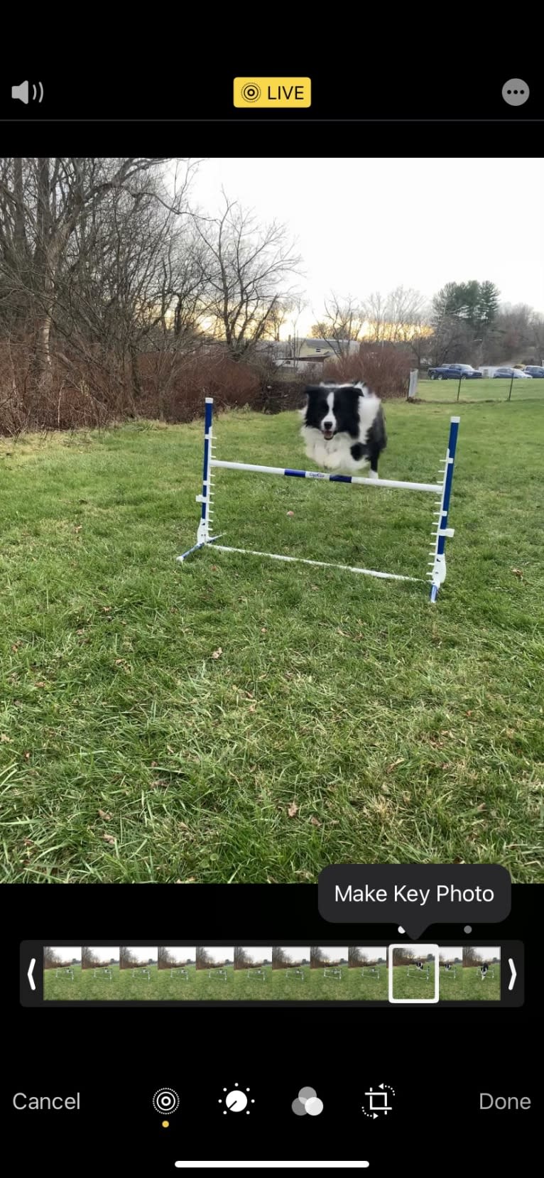 Bohdi, a Border Collie tested with EmbarkVet.com