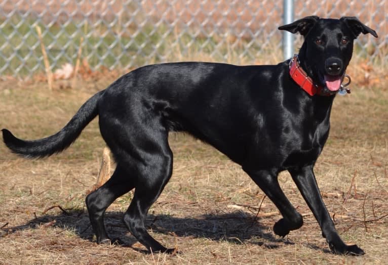 Onyx, a Labrador Retriever and Doberman Pinscher mix tested with EmbarkVet.com