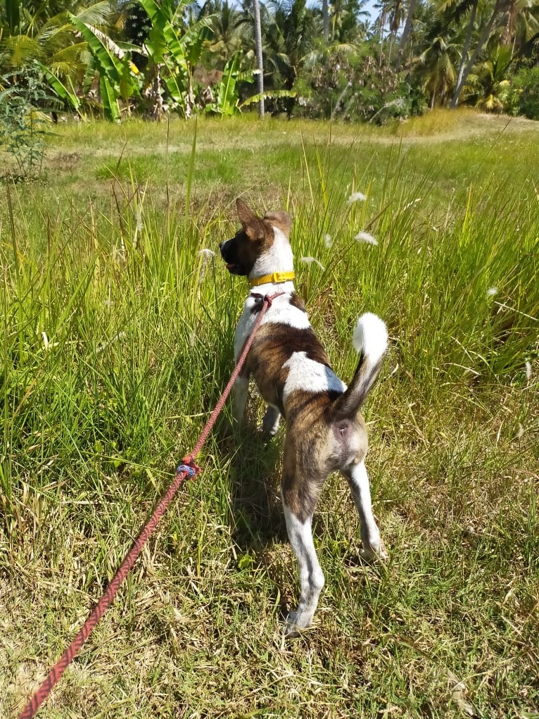 Bodhi, a Southeast Asian Village Dog tested with EmbarkVet.com