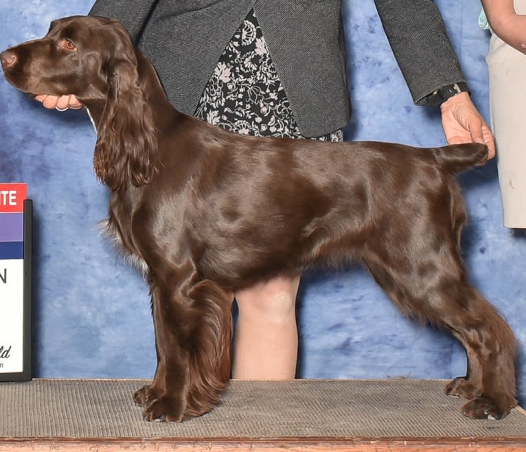 Zelda, a Field Spaniel tested with EmbarkVet.com